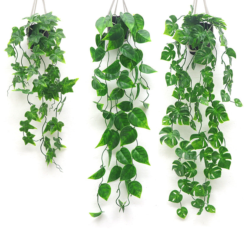 Full pothos plant with trailing vines and heart-shaped frosted leaves

