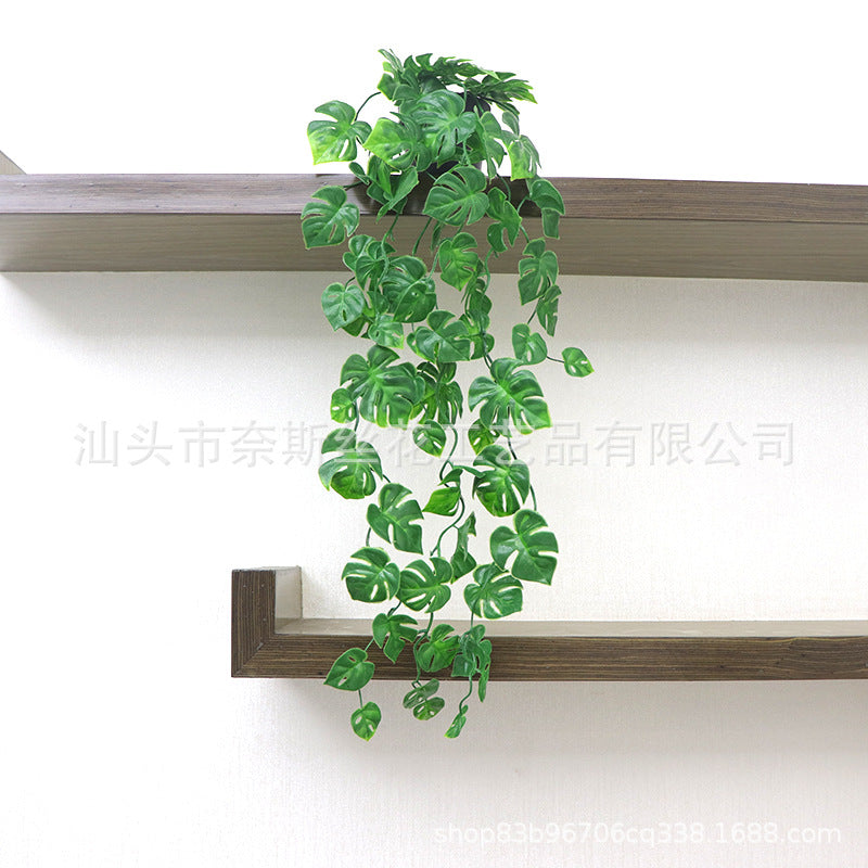 Dense hanging plant with large tropical split leaves
