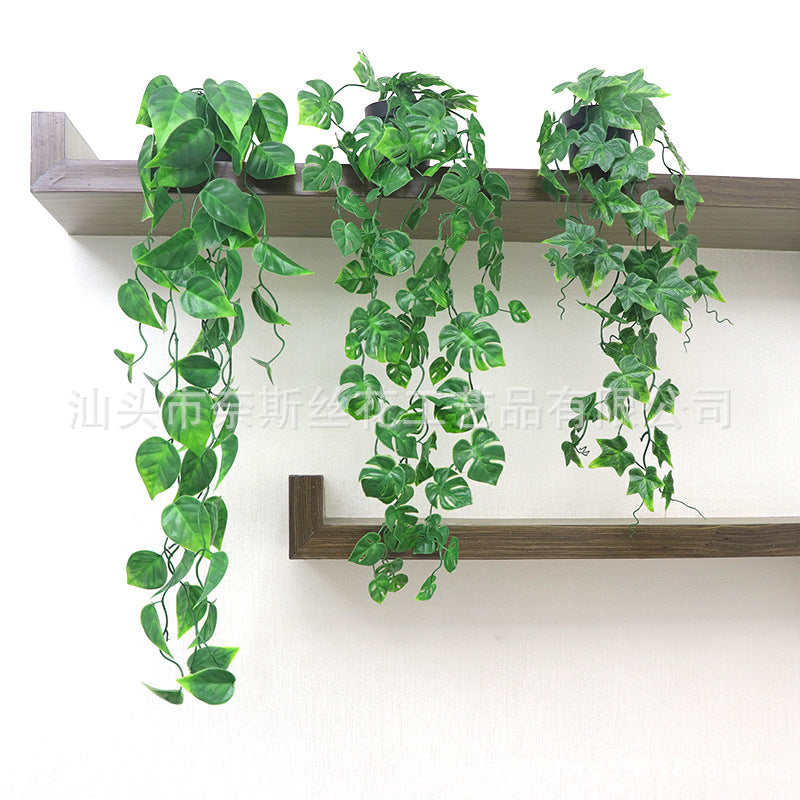 Dense hanging plant with large tropical split leaves
